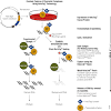 Whilst histone research has dominated the field, scientists. 1
