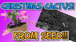 Christmas cacti tend to flower in a cold and relatively dark environment. How To Grow Christmas Cactus From Seed Youtube
