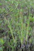 Image result for Scleria catophylla