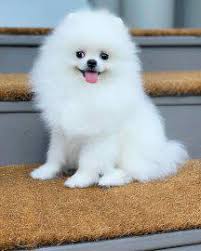 Prices are listed under puppy pricing. Male Female Pomeranian Puppies Ads March Clasf