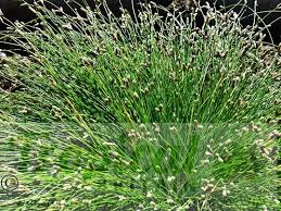 Image result for Isolepis prolifera