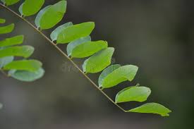 Image result for Fabaceae subfamily Mimosoideae