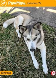 The typical alaskan husky of that time was a heavy dog composed of a saint bernard mix. Alaskan Husky Dogs Alaskan Husky Siberian Husky Beautiful Dogs