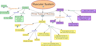 Which one is best for you? Muscular System