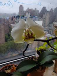 Image result for Rhipidoglossum globulosocalcaratum