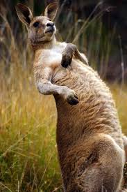Top 5 National Parks To Visit In Gippsland Australia Mapping Megan Australia Animals Australian Native Animals Australian Wildlife