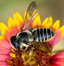 Check spelling or type a new query. Flower Flies