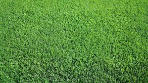 We did not find results for: Ayo Buat Rumah Tampak Asri Dengan 8 Jenis Rumput Ini