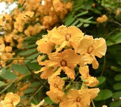 Image result for Tipuana