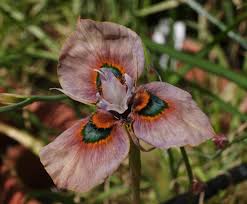 Image result for Moraea bella