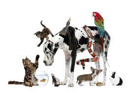Beyond vaccinations, we also offer microchipping, diagnostic testing, and deworming. Village Pets Supplies Facebook