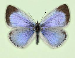 Image result for Celastrina argiolus