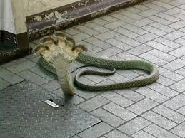 Life Of Lopsided 8 5 Headed Naga Scary Snakes Unusual Animals Snake