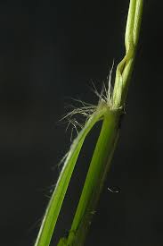 Image result for Eragrostis aspera