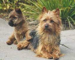 We did not find results for: Tasdale Australian Terriers Irish Terriers