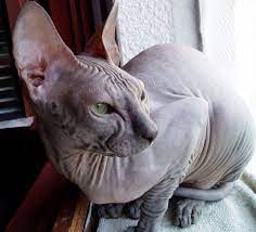 Sphynx Cat Female Cat Breeds Cat Breeds Siamese Large Cat Breeds