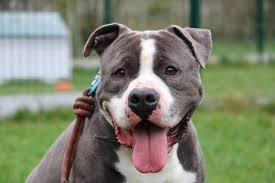 Buddy Chiot Croise Autre Dogue Argentin A Adopter Chiot Chien A Donner Adopter Un Chiot