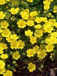 Campanula Birch Hybrid Bluestone Perennials Rock Garden Plants Flowers Perennials Flower Landscape