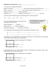 What are the possible genotypes and phenotypes for the offspring? Bikini Bottom Genetics Review Printable Pdf Download