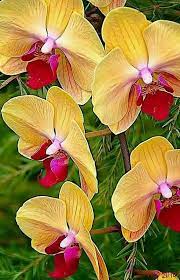 My Green Zone On Twitter Beautiful Orchids Orchid Flower Orchids