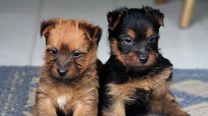 We did not find results for: Australian Terrier Price Temperament Life Span