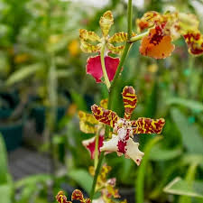 Image result for Actinanthella