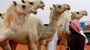 A camel beauty contest in saudi arabia was struck by a botox scandal. Live World S Largest And Richest Camel Festival Cgtn