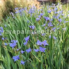 Image result for Aristea angolensis