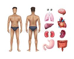 Each internal organ of the body plays a specific role in the organism. Vector Illustration Of Male Body Template Front And Back With Human Internal Organs Detailed Icons Set On Background Stock Vector Illustration Of Lungs Anatomy 139150005
