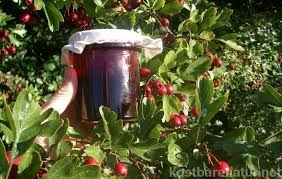 5 Leckere Rezepte Fur Holunderbeeren Kostbare Natur Gelee Holunderbeeren Weissdorn