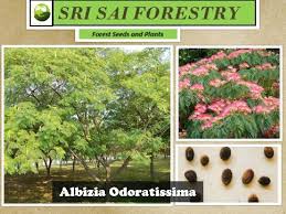 Image result for Albizia odoratissima