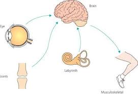 Vertigo And Imbalance Medical Education Sensory System Medical Art
