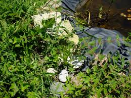 Image result for Justicia salvioides