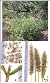 Image result for Cenchrus ciliaris