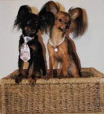 Russian Toy Long Smooth Coat Puppies For Sale Russian Toys Russian Toy Terrier Puppies