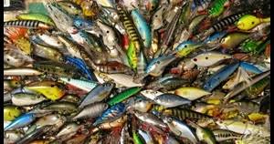 Ini saya mancing ikan kakap selama 3 hari terimakasih yang sudah nonton semoga. Menentukan Warna Lure Yang Baik Dan Benar Sesuai Kondisi Air