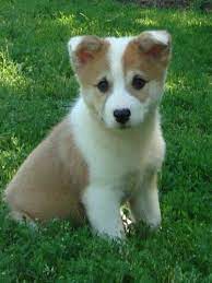 Isaa is dedicated to preserving the icelandic sheepdog for the future. Icelandicsheepdogpuppies Icelandic Sheepdog Puppies Have Fun In The Grass Shade They Say Its To Hot In The Sun Man Hunde