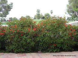 We did not find results for: Hamelia Patens Sierra Red Firebush Hummingbird Bush Texas Firecracker Bush Mountain States Wholesale Nursery