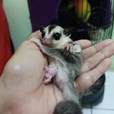 Sugar Glider White Face Blonde Shopee Indonesia