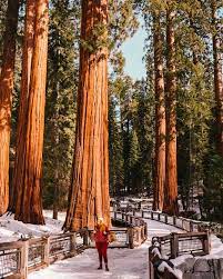 Yosemite trails leads a guide horseback tour from their stables just outside the southern boundary of the park into the mariposa grove. Mariposa Grove Our Bucket List Visit To Giant Sequoias In Yosemite