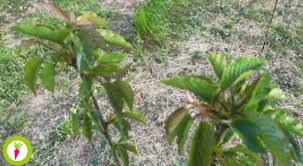 Como Identificar Uma Cerejeira Reforma Agraria Portada / desenhos para colorir / árvores e folhas / cerejeira. como identificar uma cerejeira