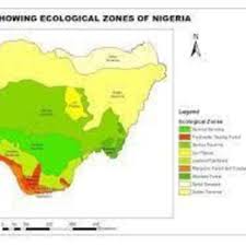 Image result for Megalochlamys hamata