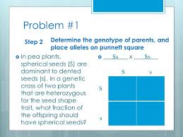 You can do the exercises online or download the worksheet as pdf. How To Make A Punnett Square A Step By Step Method Ppt Download