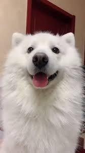 Dog Discover Adorable Samoye Follow Board For More Funny Dog Videos In 2020 Samoyed Dogs Fluffy Dogs Cute Funny Animals