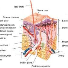 Get to know the structure and different function. A Schematic Cross Section Of Human Skin 9 Download Scientific Diagram
