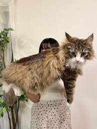 衝撃のビッグボディ】抱っこされた北欧猫の体がデカすぎると話題に→成長途中でまだまだ大きくなりそうな猫ちゃんだった | Cat Press