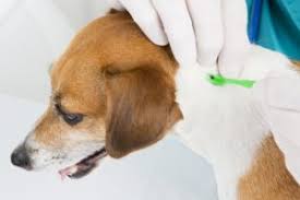 St francis pet clinic ca. Veterinary Vaccinations In Daly City Ca St Francis Veterinary Hospital