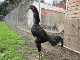 Pin By Ulvi Yuksel On Shamo Hahne Bangkok Chicken Breeds Animals And Pets