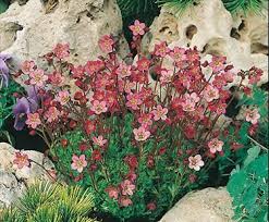 Pezsmaillatu Kotorofu Saxifraga Moschata Pixie Voortuin Tuin