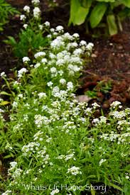 My Cottage Garden Summer 2018 Whats Ur Home Story Pollinator Garden Vegetable Garden Design Cottage Garden
